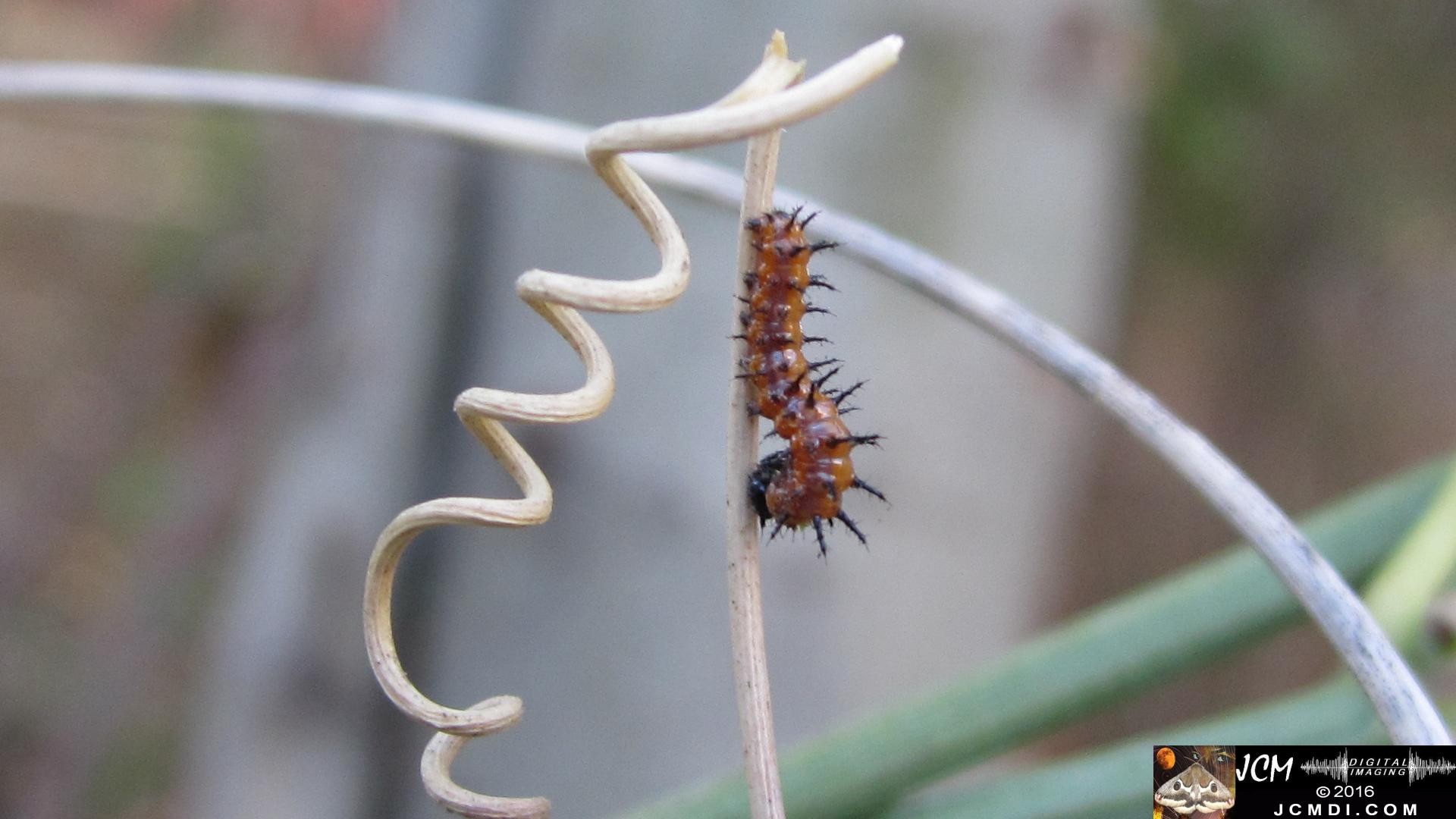 20160918 IMG_0743 Gulf Fritillary Butterfly 2nd instar on passionvine.jpg